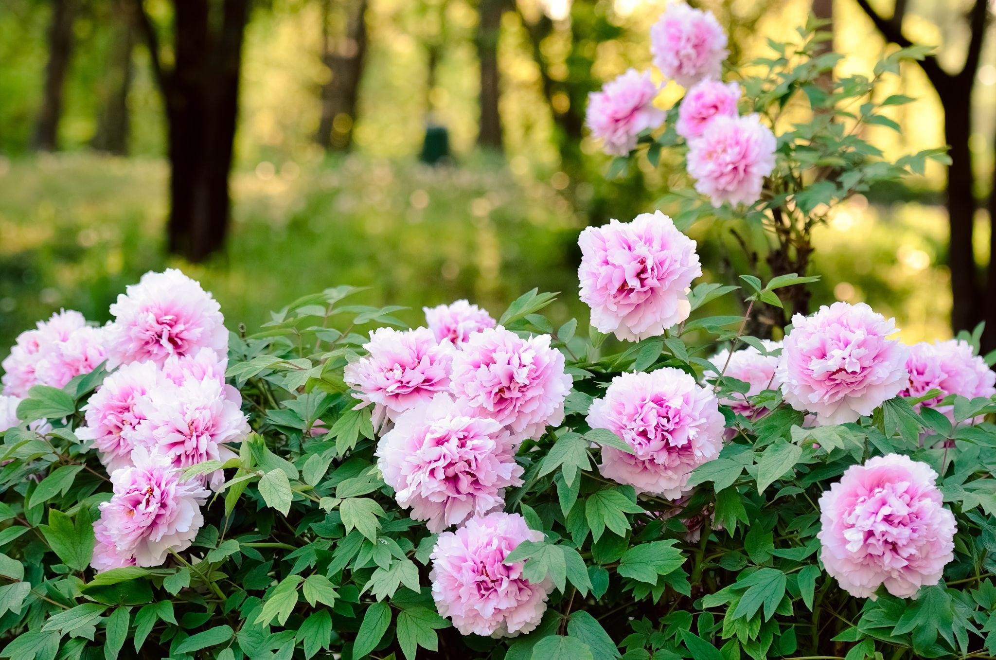 Carnation
