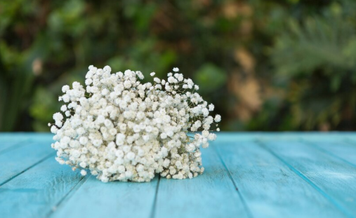 jenis bunga Baby’s Breath